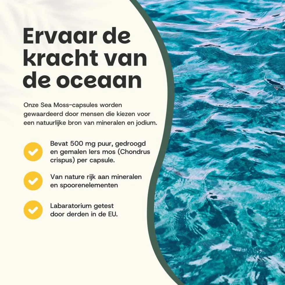45-korting-cupplement-multipa-nvqlcwSt-1.webp Best Cupplement 45% Korting | Multipack Sea Moss Capsules 500 Mg Biologisch