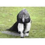 Clearance Cadeaubon: Entree Dierenpark Zie-ZOO