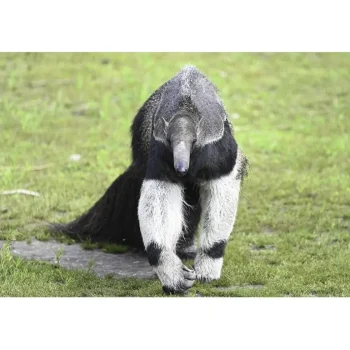 Clearance Cadeaubon: Entree Dierenpark Zie-ZOO