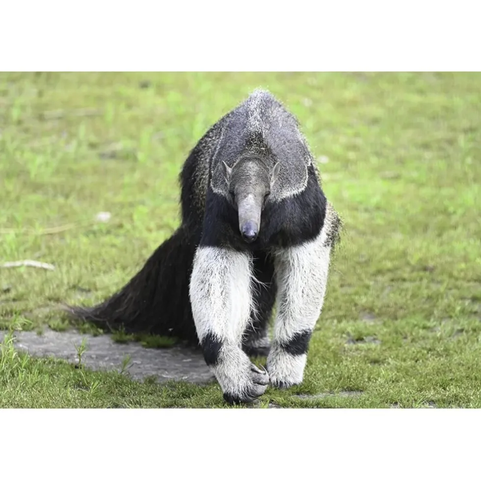 cadeaubon-entree-dierenpark-zi-xfJEKYsK-0.webp Clearance Cadeaubon: Entree Dierenpark Zie-ZOO