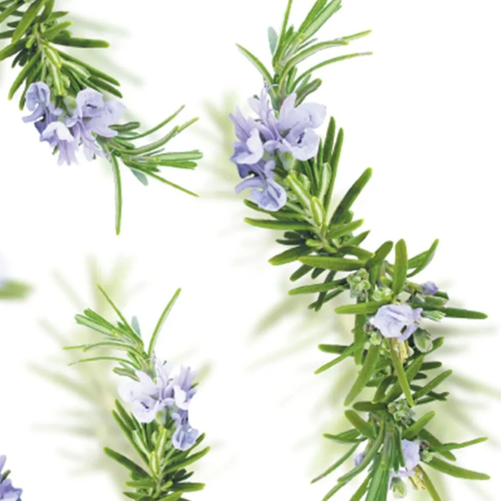 kneipp-new-energy-rozemarijn-b-qFvvBfgO-2.webp Discount Kneipp New Energy Rozemarijn Badolie