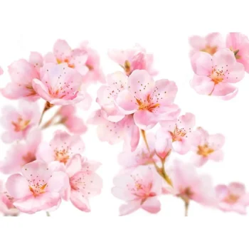 Fashion Kneipp Soft Skin Amandelbloesem Douchegel